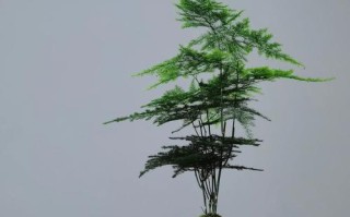 盆栽云竹有哪些常见种类？