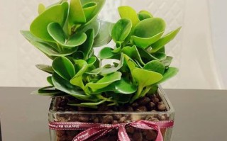 水培豆瓣绿叶子发软怎么办？