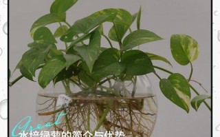 土培烂根绿萝直接水培能活吗？