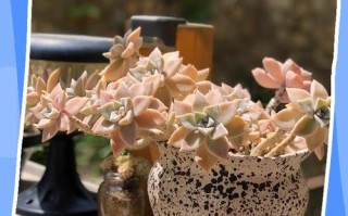 胧月多肉夏天怎么养护