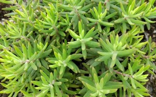 哪些药用植物适合家庭盆栽？