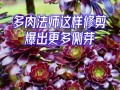多肉植物修剪技巧有哪些？