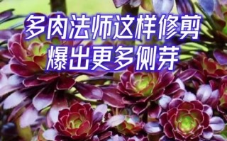 多肉植物修剪技巧有哪些？