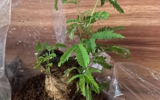 合欢树盆栽总死？养护关键在哪？