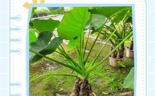 滴水观音是多肉植物吗？