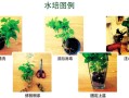 水培植物如何延长换水间隔？