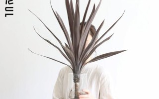 朱蕉水培干叶怎么办？