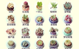 多肉植物名字都有哪些好听又独特的？
