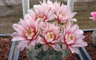 夏天多肉为何会开花？