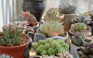 夏天多肉放哪个阳台好？