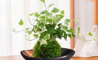 常青藤水培方法图片，怎么操作？