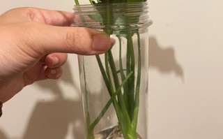 水培白掌烂根是啥原因？