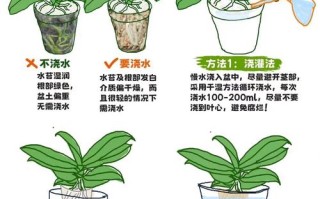水培蝴蝶兰四步骤具体怎么操作？
