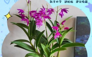 石斛盆栽有哪些常见品种及图片？