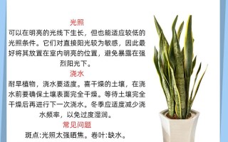 虎皮兰冬天养殖要注意什么？