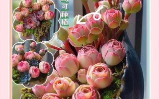 哪种多肉盆栽代表爱情？