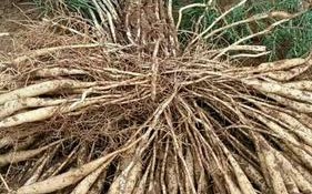 药用天冬盆栽价格多少一盆？