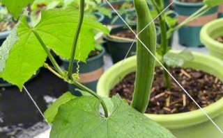 盆栽丝瓜怎么种？视频教程教你轻松上手！