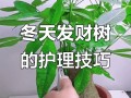 盆栽树冬天如何安全过冬？