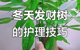 盆栽树冬天如何安全过冬？