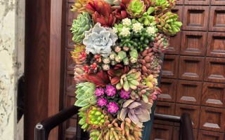 多肉最长能放多久种？