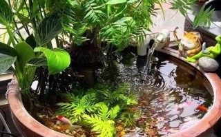 养鱼水能直接水培植物吗？