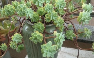 多肉植物能吃吗？炒菜图片是真是假？