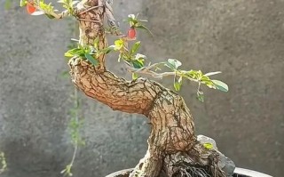 盆栽枸杞掉叶是缺水还是生病了？