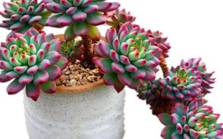 多肉老桩冬天养护关键点是什么？