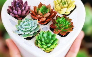 多肉花盆能养其他植物吗？