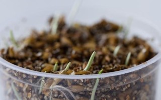 盆栽土里现小虫子，咋办？