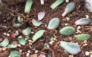 多肉水培可行吗？生根养护要注意什么？