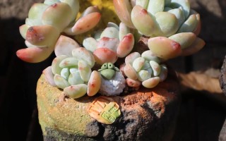 北方最好养的多肉有哪些？