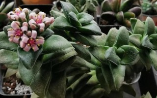 多肉植物神童开花图片