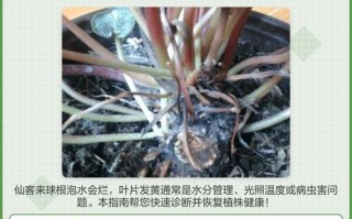 仙客来盆栽黄叶怎么办？