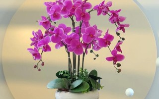 哪种盆栽寓意家庭和睦？