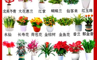 大型盆栽花卉名字有哪些？