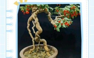 夏天盆栽枸杞怎么浇水？