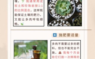 多肉种下几天不死就活了吗？
