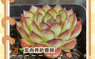 芙蓉莲多肉的养殖方法