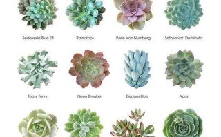 多肉植物各种名称和图片