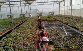 多肉花卉养殖基地在哪