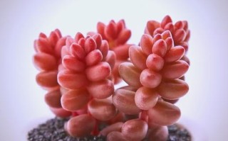 赤豆和珊瑚珠多肉图片有何区别？