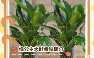 水培大叶金钻怎么养才茂盛？