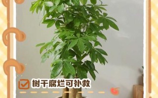 盆栽干枯了还能救活吗？