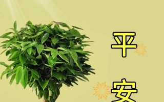 平安树盆栽需要修剪吗？