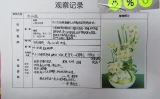 水仙花水培计划怎么写？关键步骤有哪些？