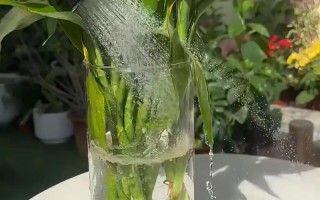 富贵竹水培后如何转土养？