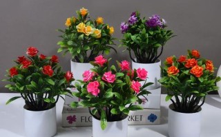 假玫瑰花盆栽图片有哪些？