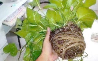 水培绿萝根部裂开发黑